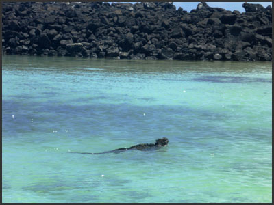iguane marin
